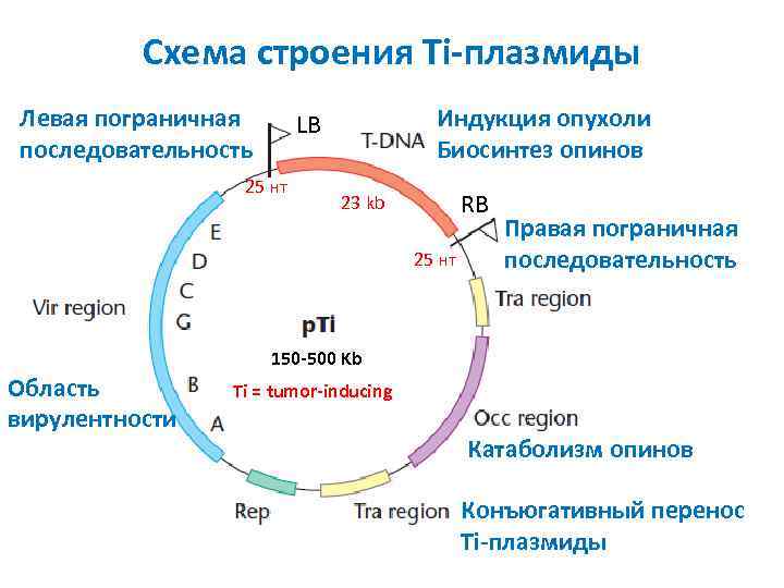 Схема плазмиды