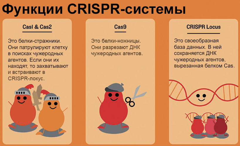 Дай описание 2. Система CRISPR/cas9. Метод CRISPR/cas9. CRISPR cas9 технология. CRISPR CAS система.