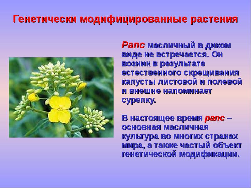 Рапс Растение Фото Для Чего Применение