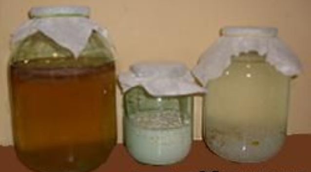 Рисовый Гриб Купить В Спб