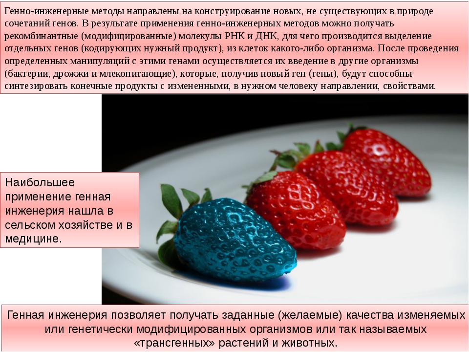 Генная инженерия где учиться. Генная инженерия. Генная инженерия примеры. Примеры генной инженерии в биологии. Геномная инденерия примеры.