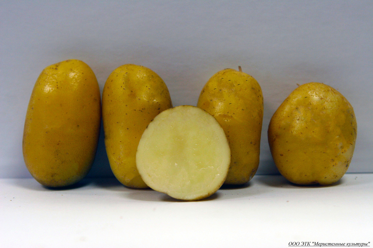 Сорт картофеля Волжанин