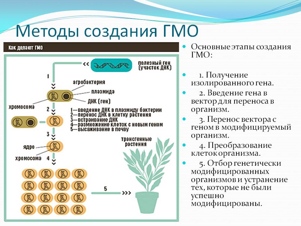 Генная инженерия растений проект