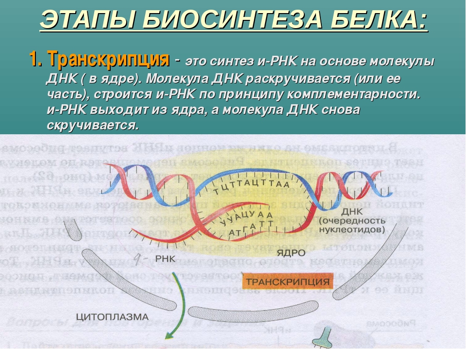 Схема биосинтез белка кратко и понятно