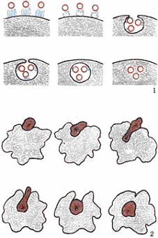 Фагоцитоз пиноцитоз экзоцитоз. Фаго и пиноцитоза. Характеристика фагоцитоза и пиноцитоза. Пиноцитоз схема. Амеба фагоцитоз и пиноцитоз.