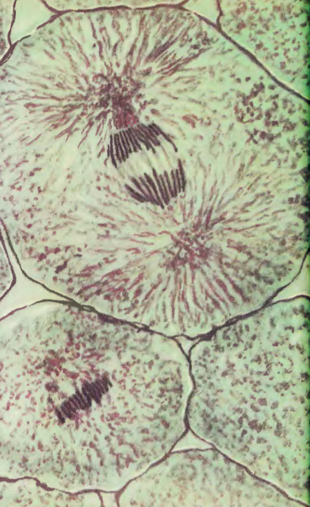 Цитоплазма митоза. Митоз микрофотография. Анафаза микрофотография. Профаза в микроскопе. Профаза микрофотография.