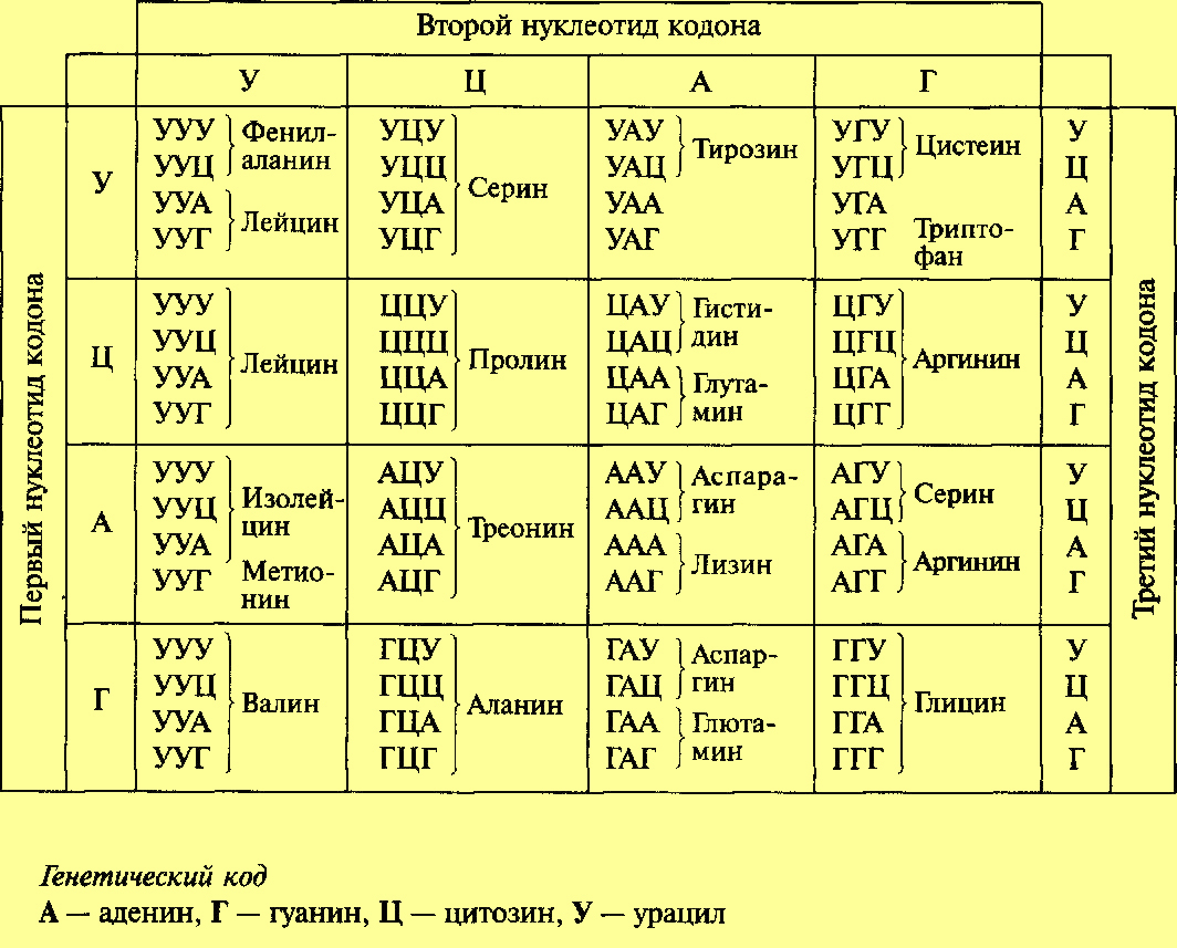 Таблица белков нуклеотиды. Аминокислоты ДНК И РНК таблица. Таблица генетического кода расшифровка. Биология таблица кодонов. Таблица генетический код биология.